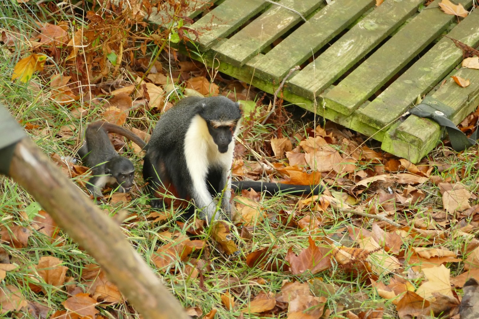 Diana monkeys, Akia and baby, September 2022