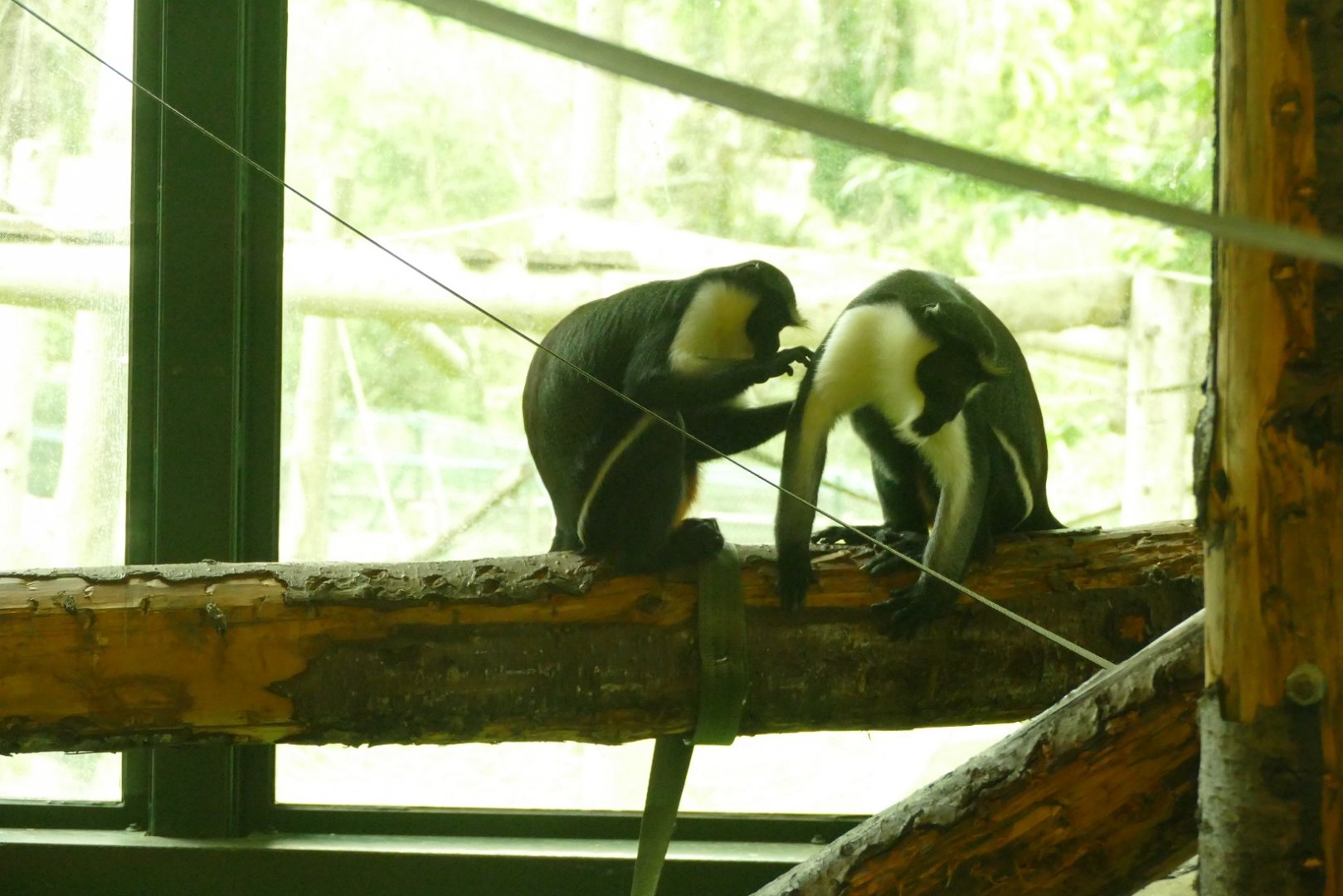 Diana monkeys, August 2021