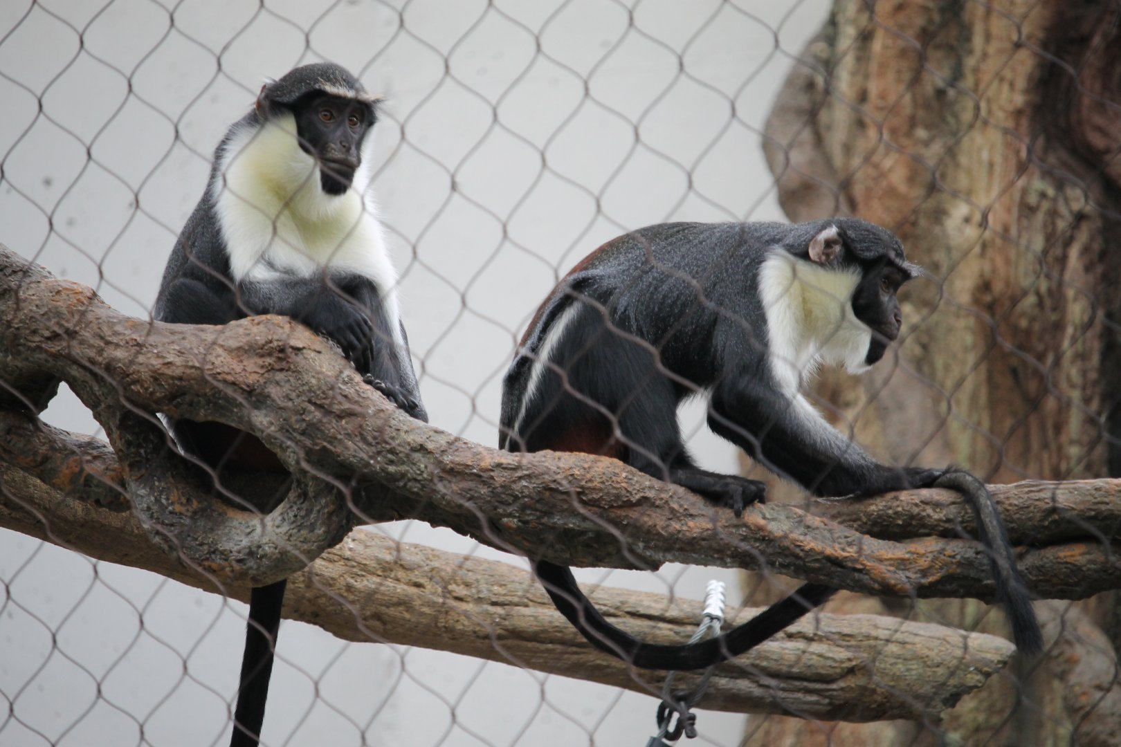 Diana monkeys (Cercopithecus diana)