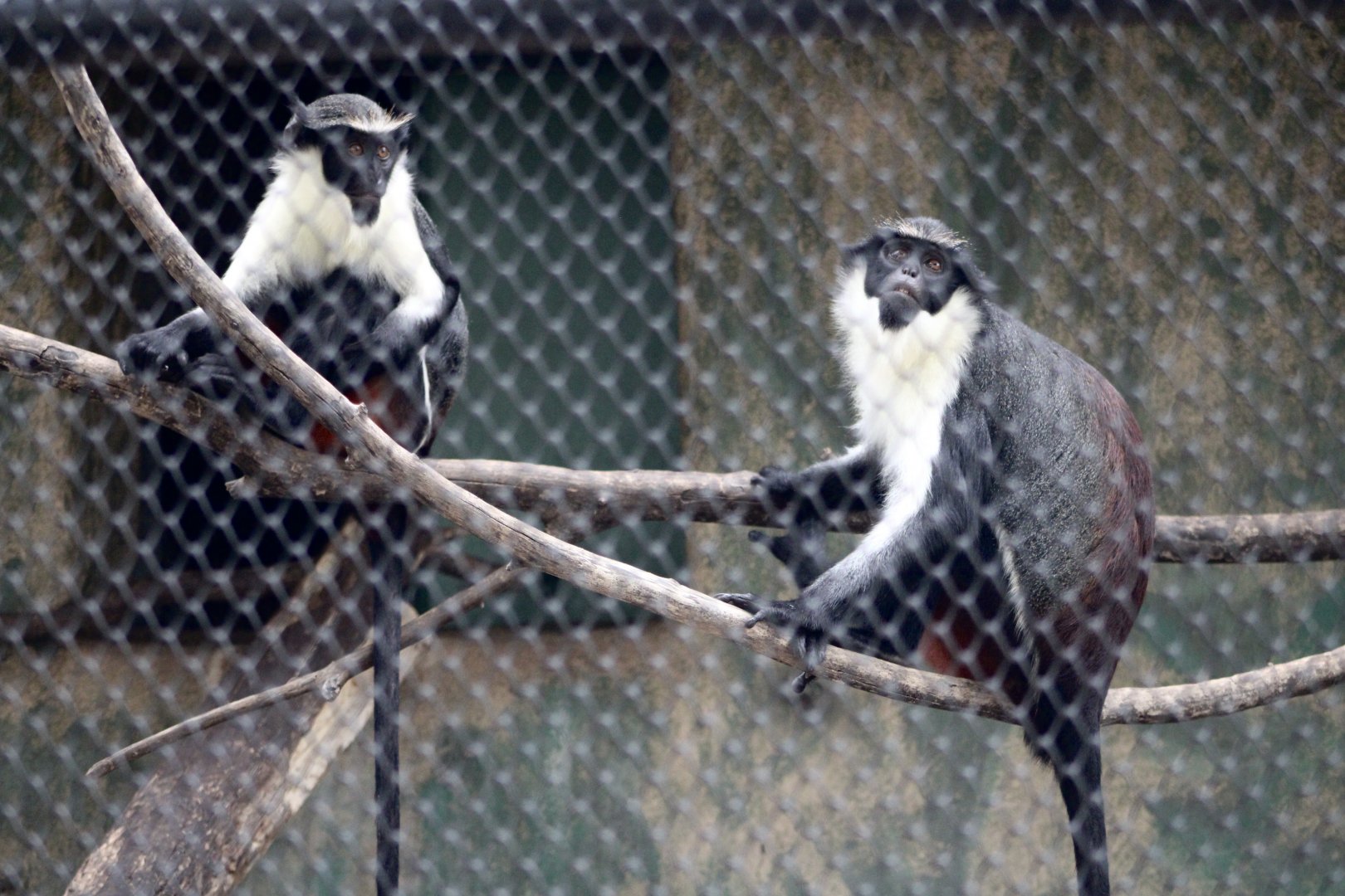 Diana Monkeys (Cercopithecus diana)