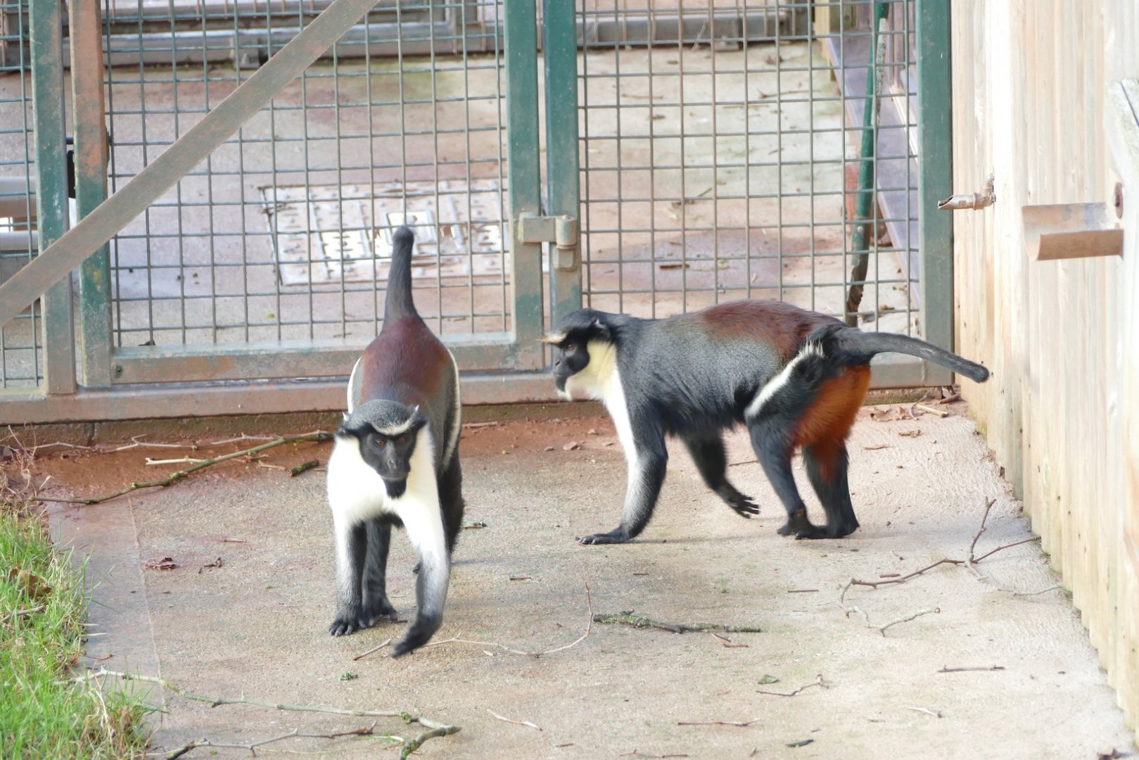 Diana monkeys, December 2020