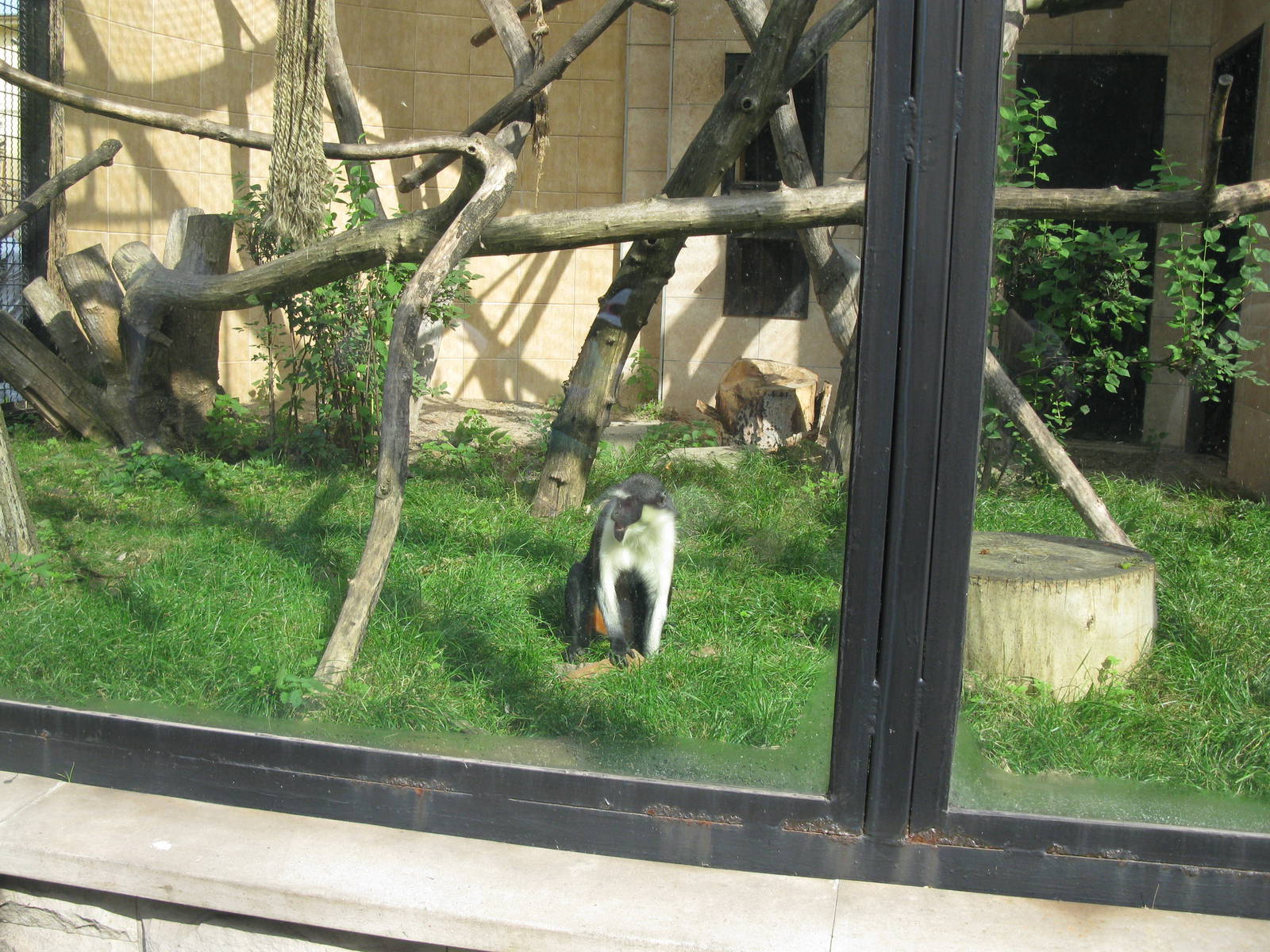 Diana Monkey's Exhibit
