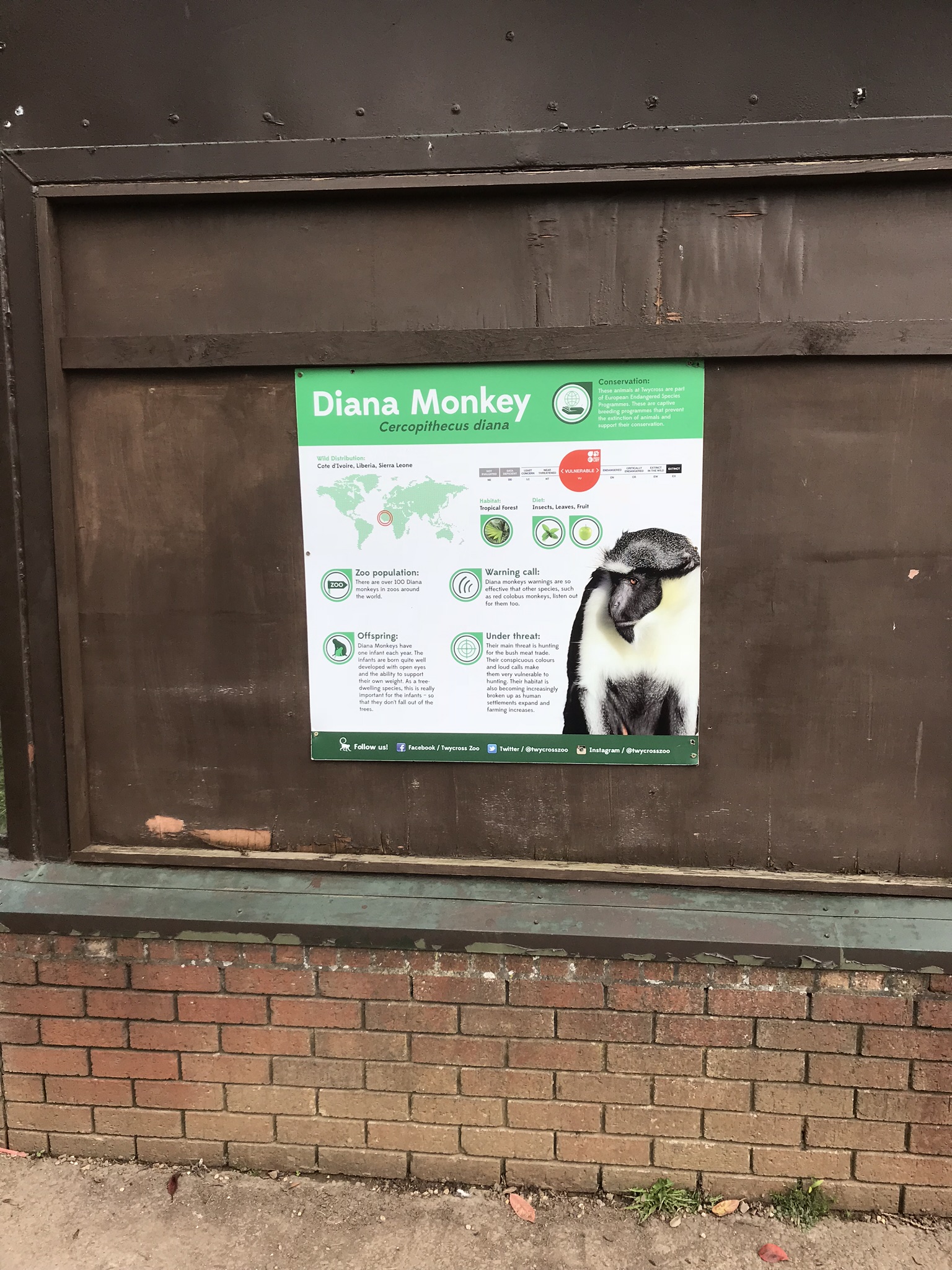 Diana monkeys in refurbished old gorilla house