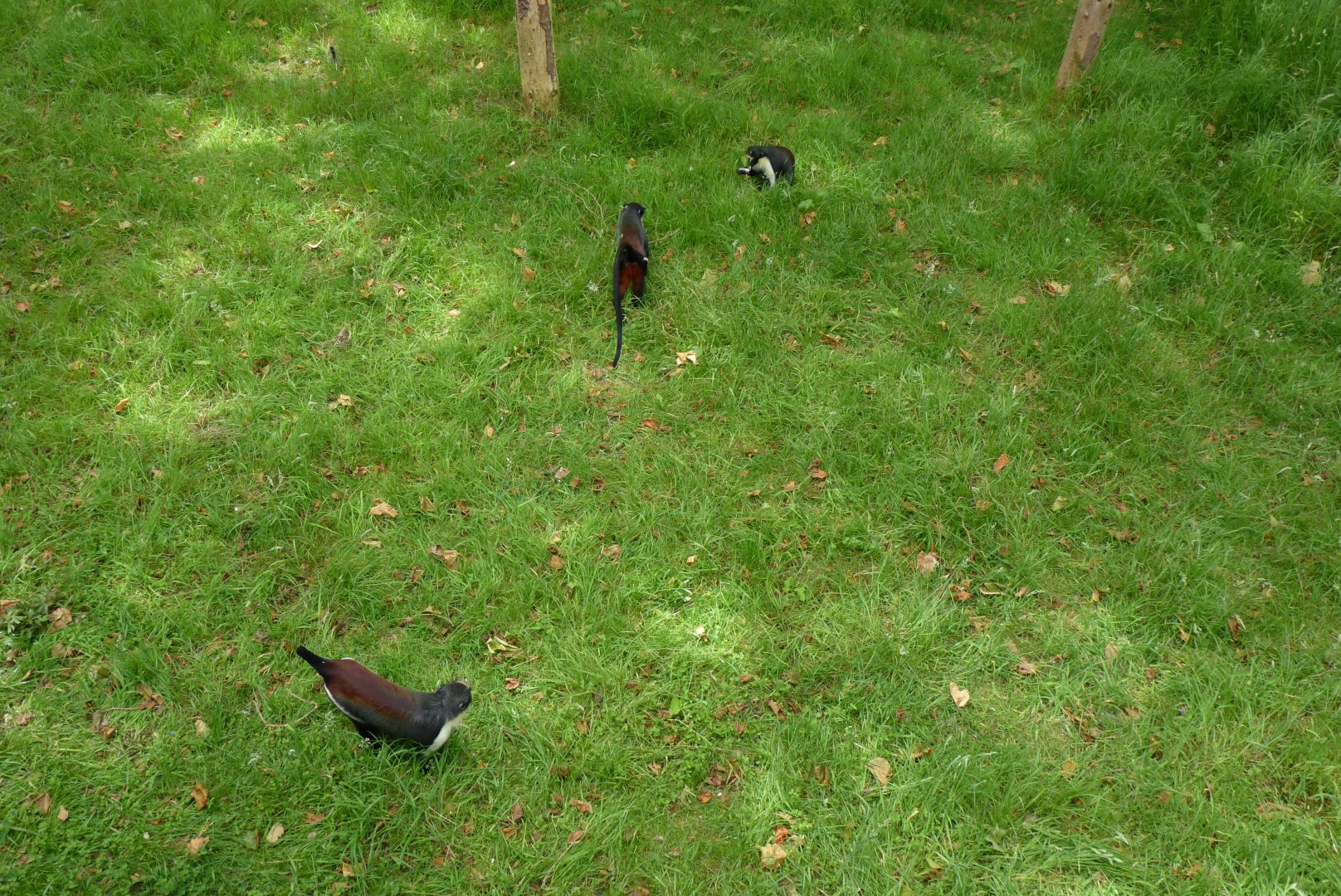 Diana Monkeys, June 2017