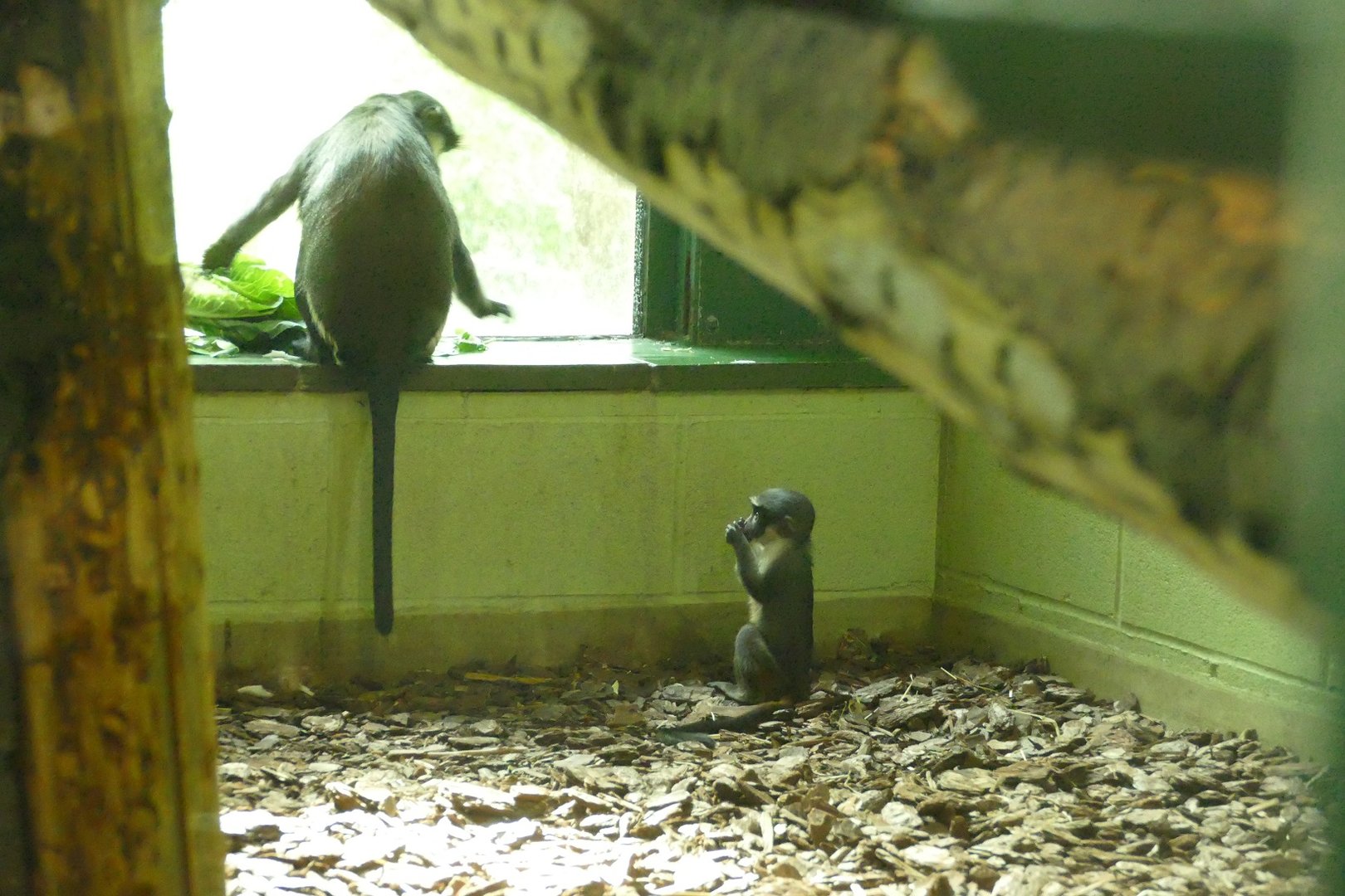 Diana monkeys, September 2022