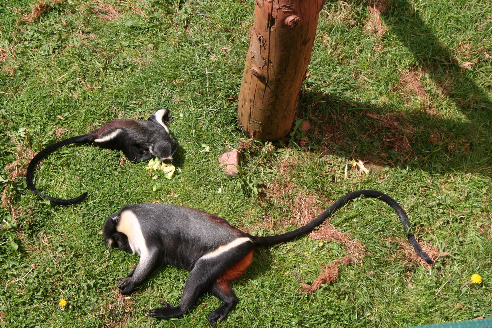 Diana Monkeys