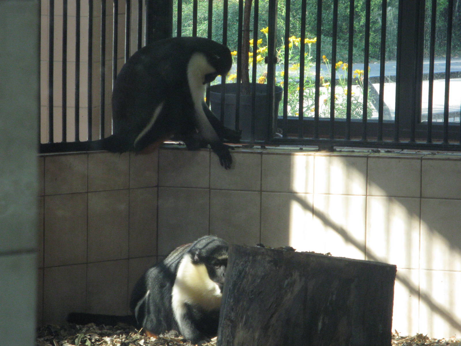 Diana monkeys