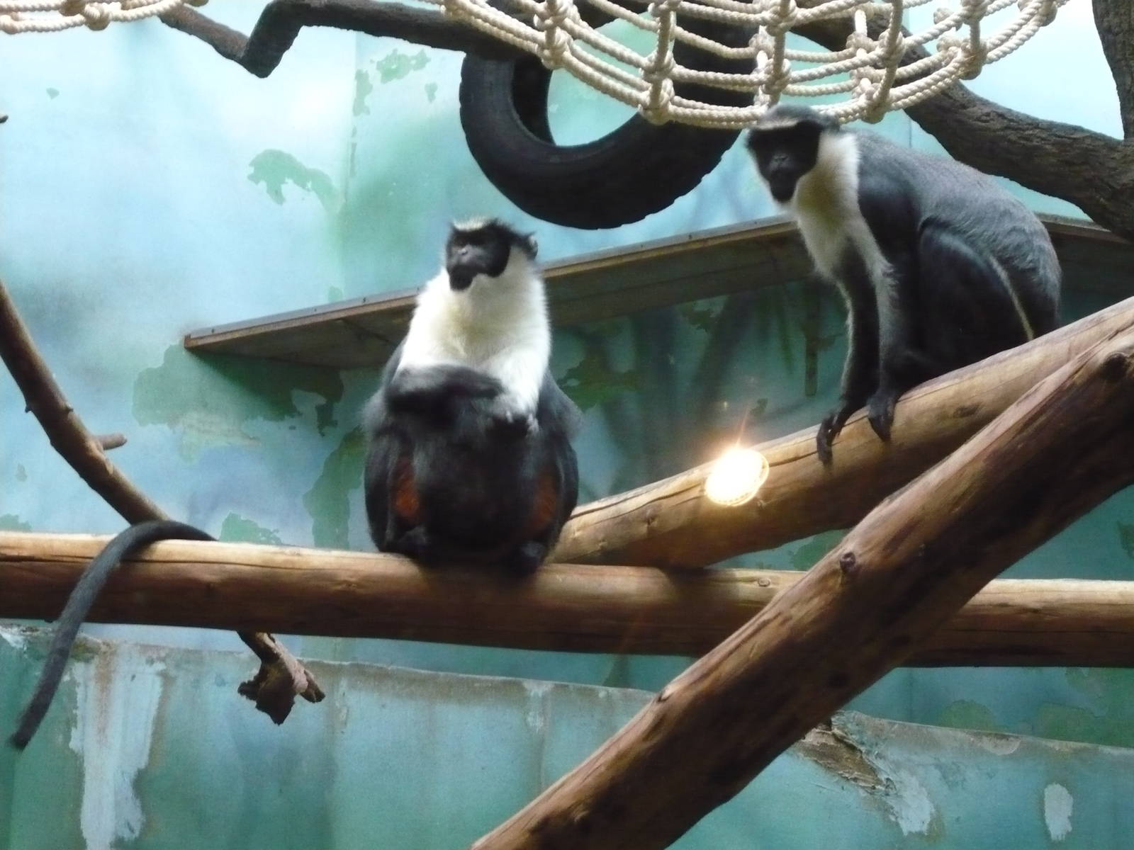 Diana monkeys