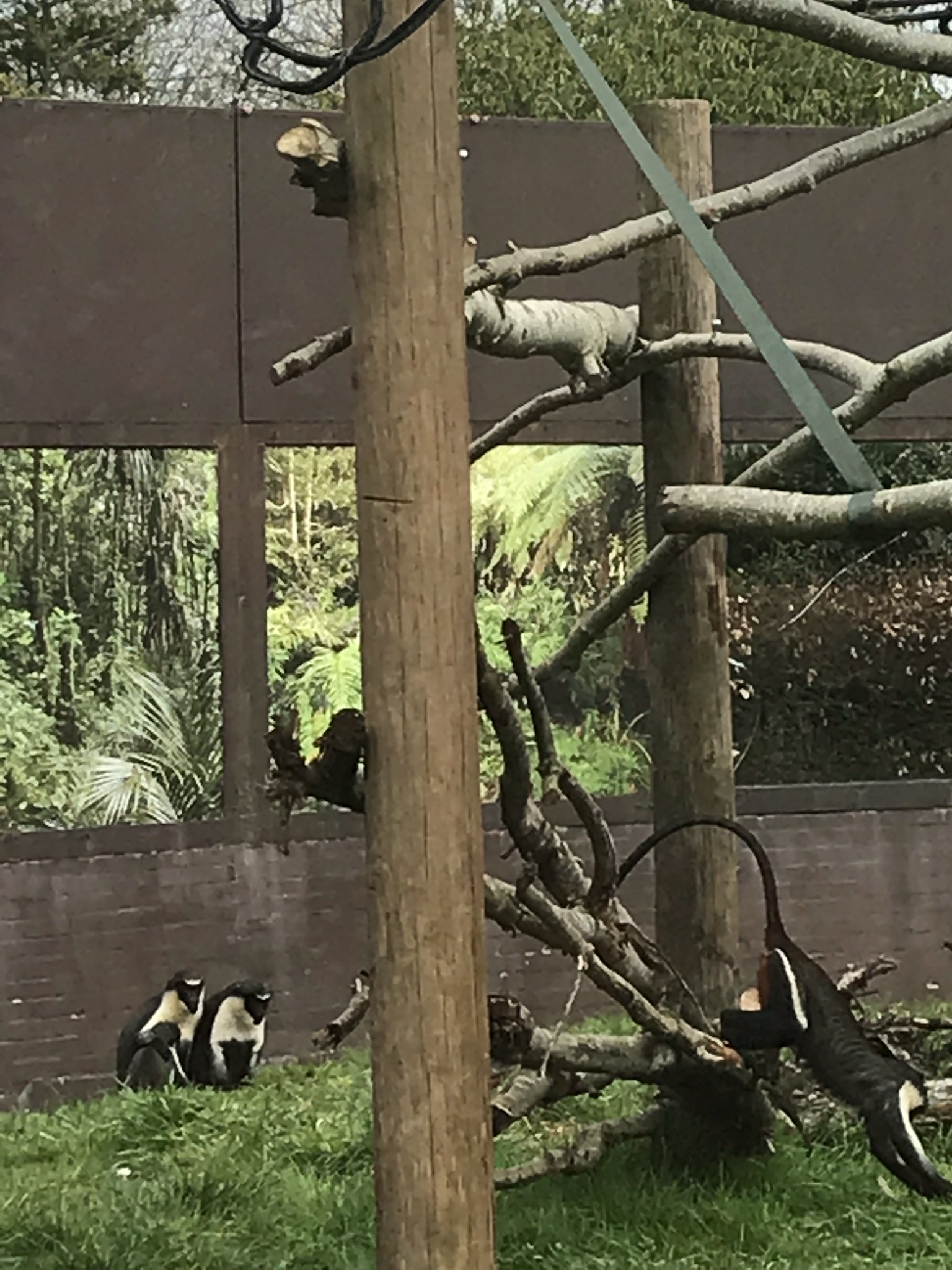 Diana monkeys