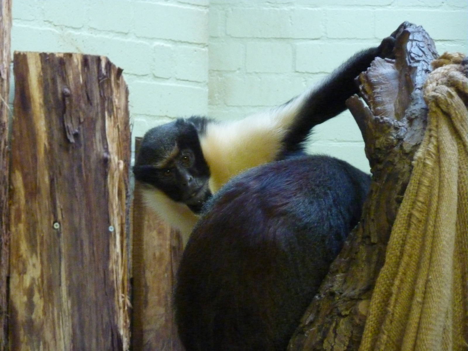 Diana monkeys