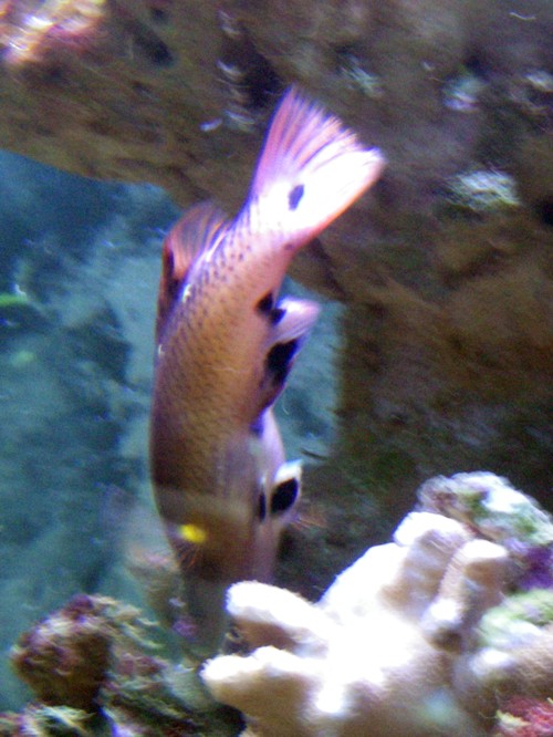 Diana's Hogfish (Bodianus diana)