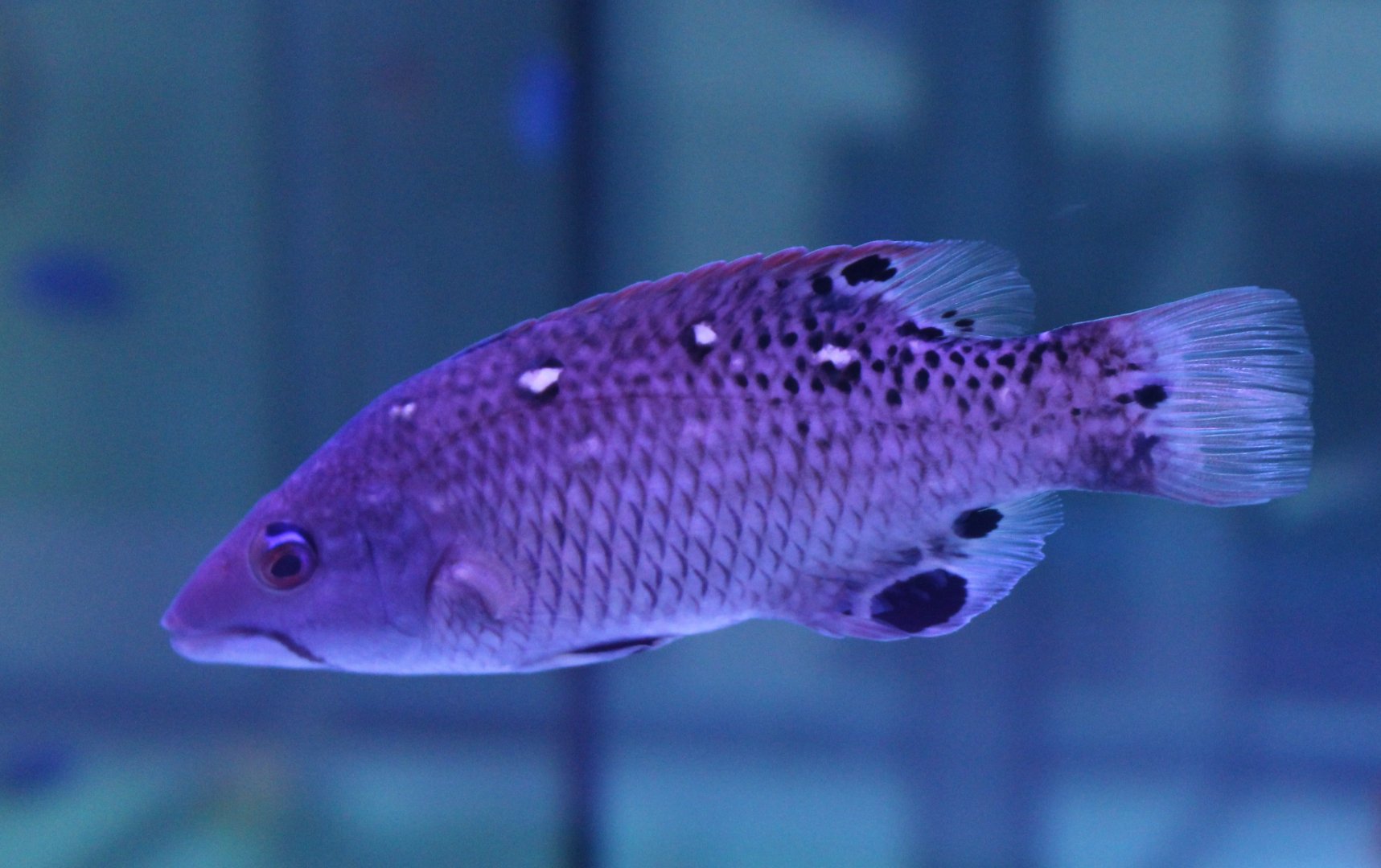 Diana's hogfish - Bodianus diana