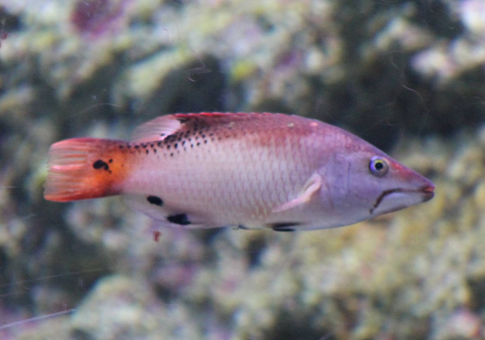 Diana's hogfish