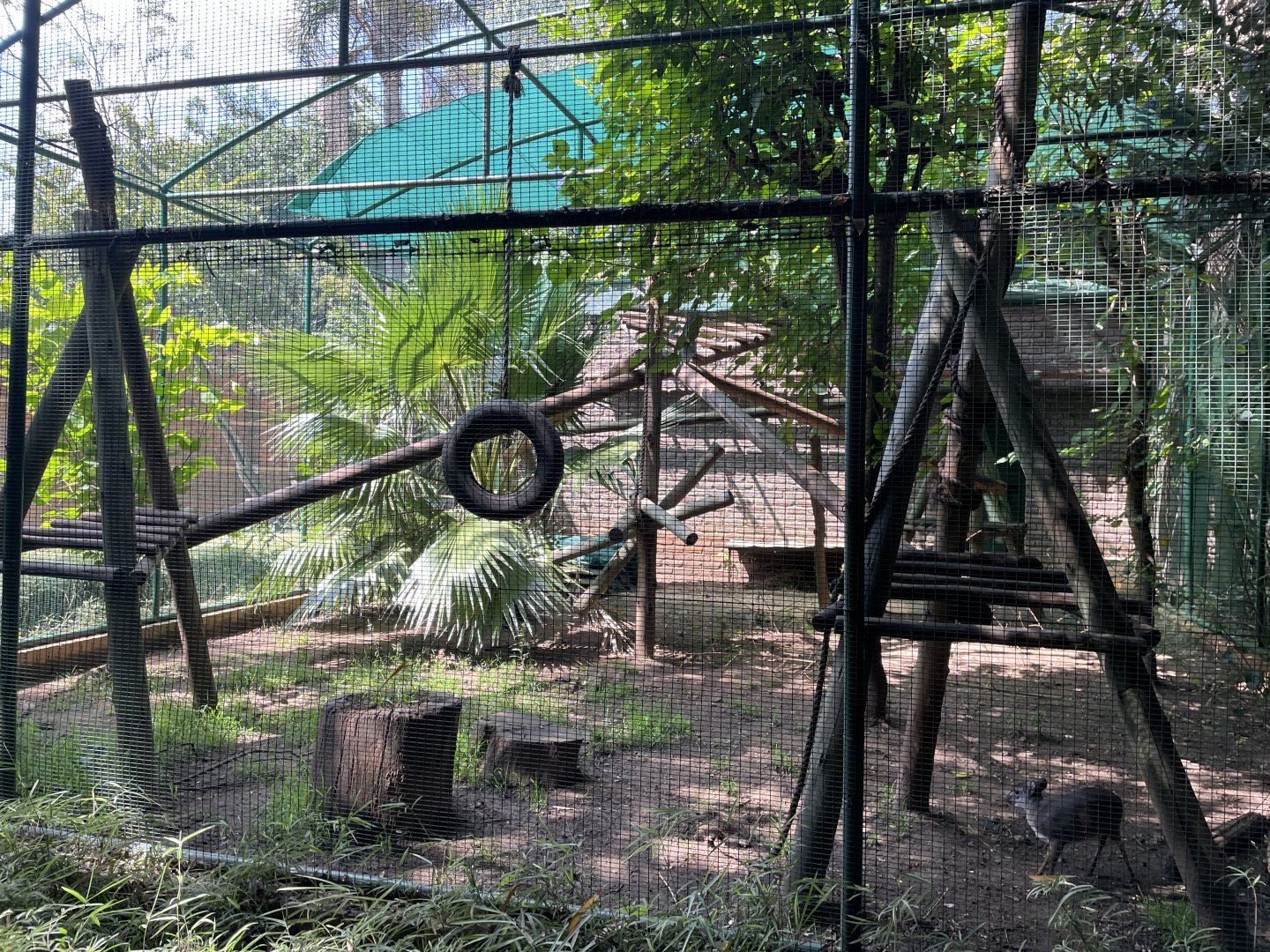 Diana's Monkey and Blue Duiker Exhibit