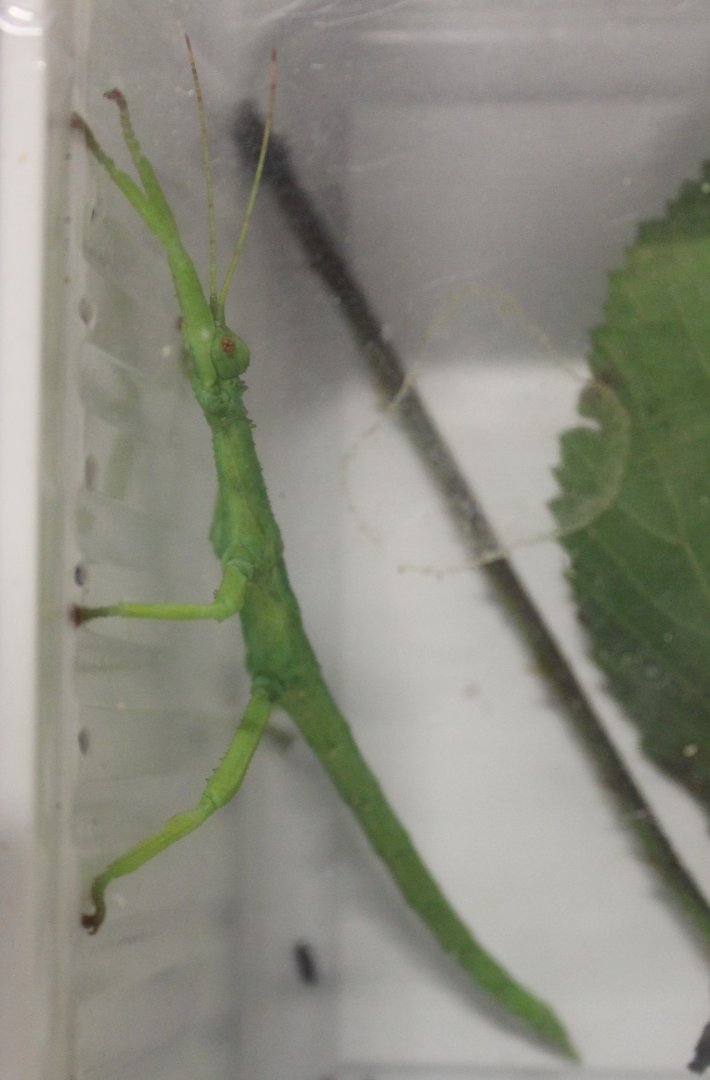 Diapherodes gigantea