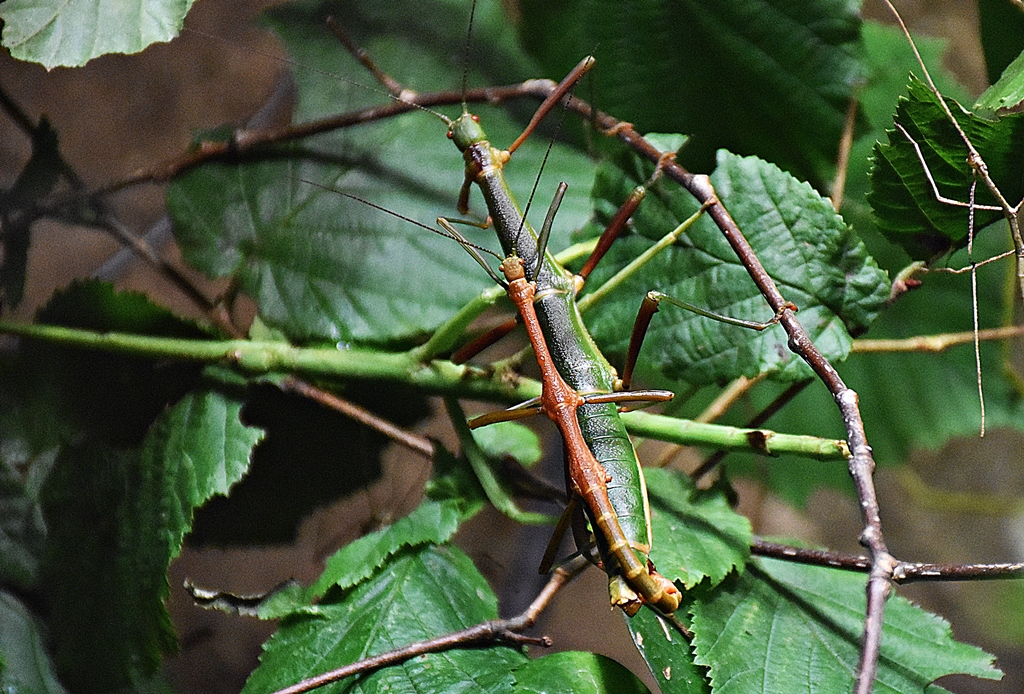 Diapherodes gigantea
