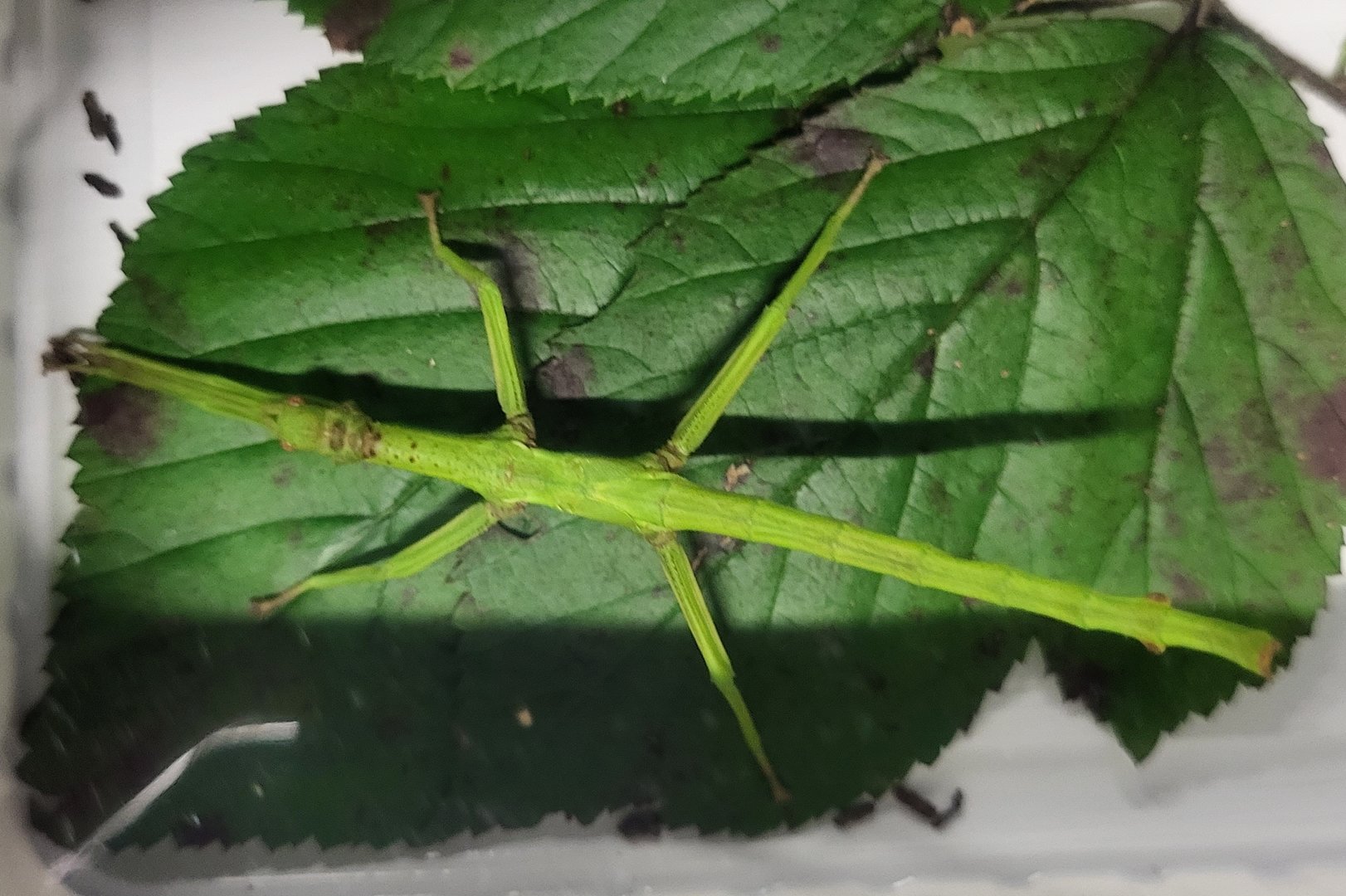 Diapherodes gigantea