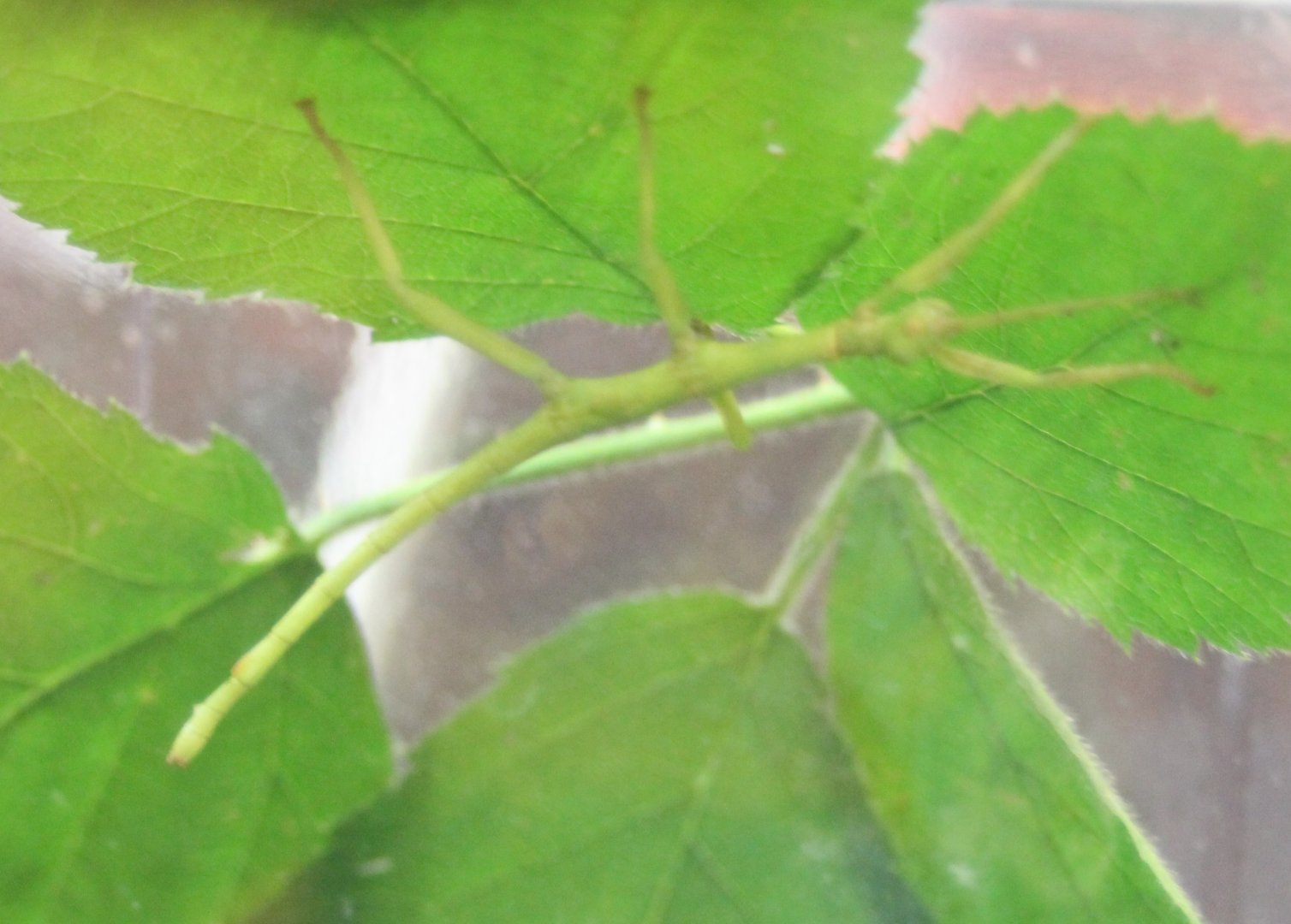 Diapherodes giganteus nimph