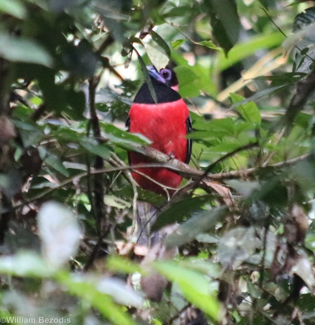 Diard's Trogon - Taman Negara
