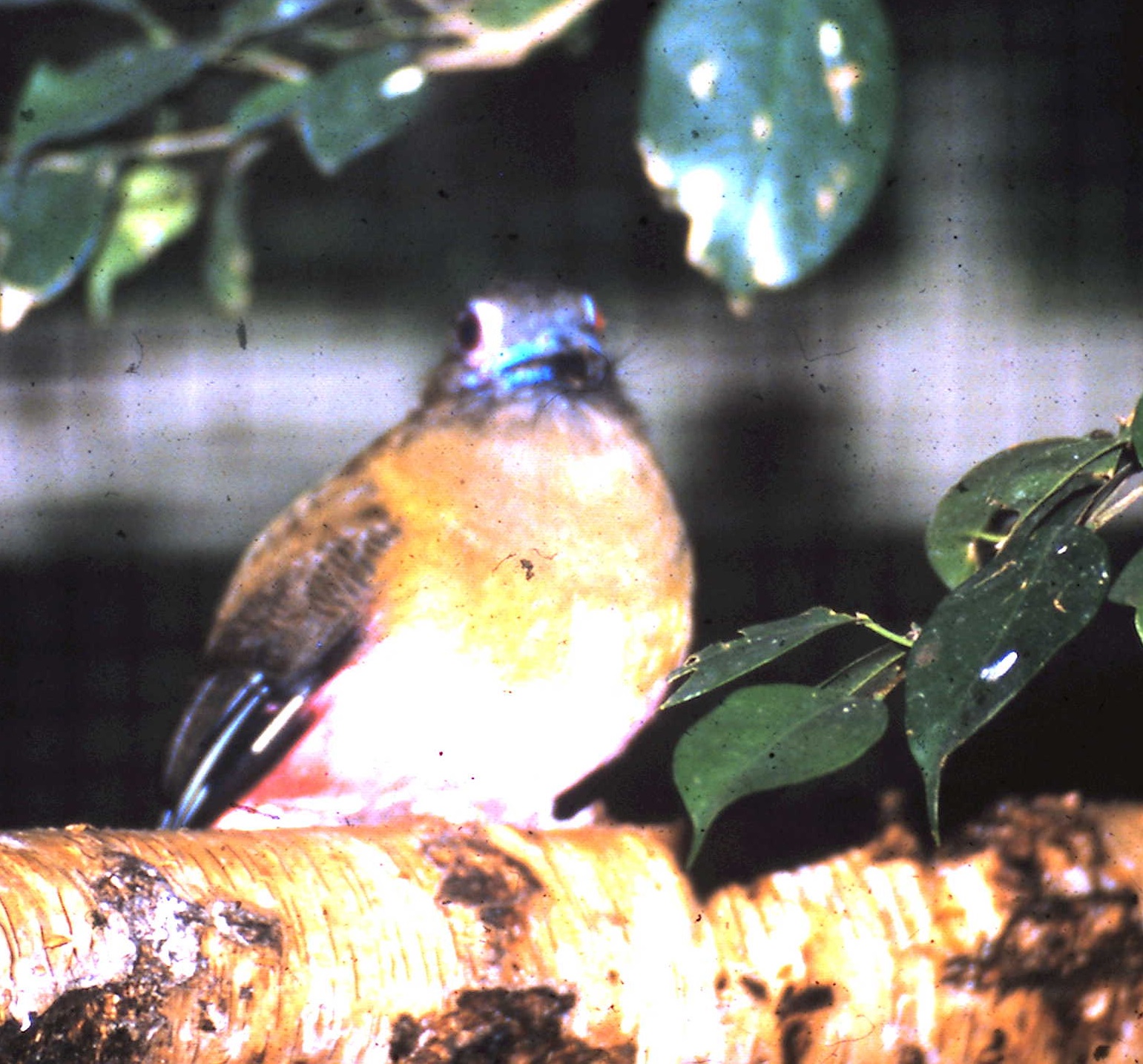 Diard's trogon