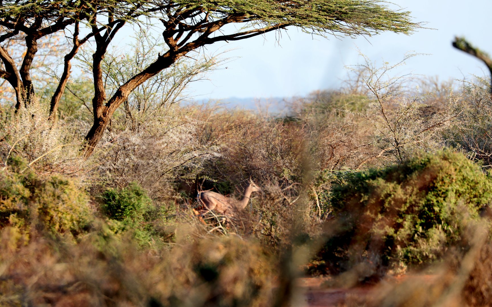 Dibatag (Ammodorcas clarkei) showing the classic tail-up while running display