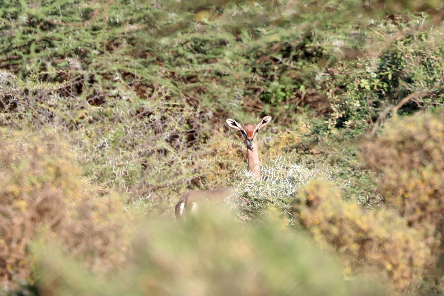 Dibatag (Ammodorcas clarkei)