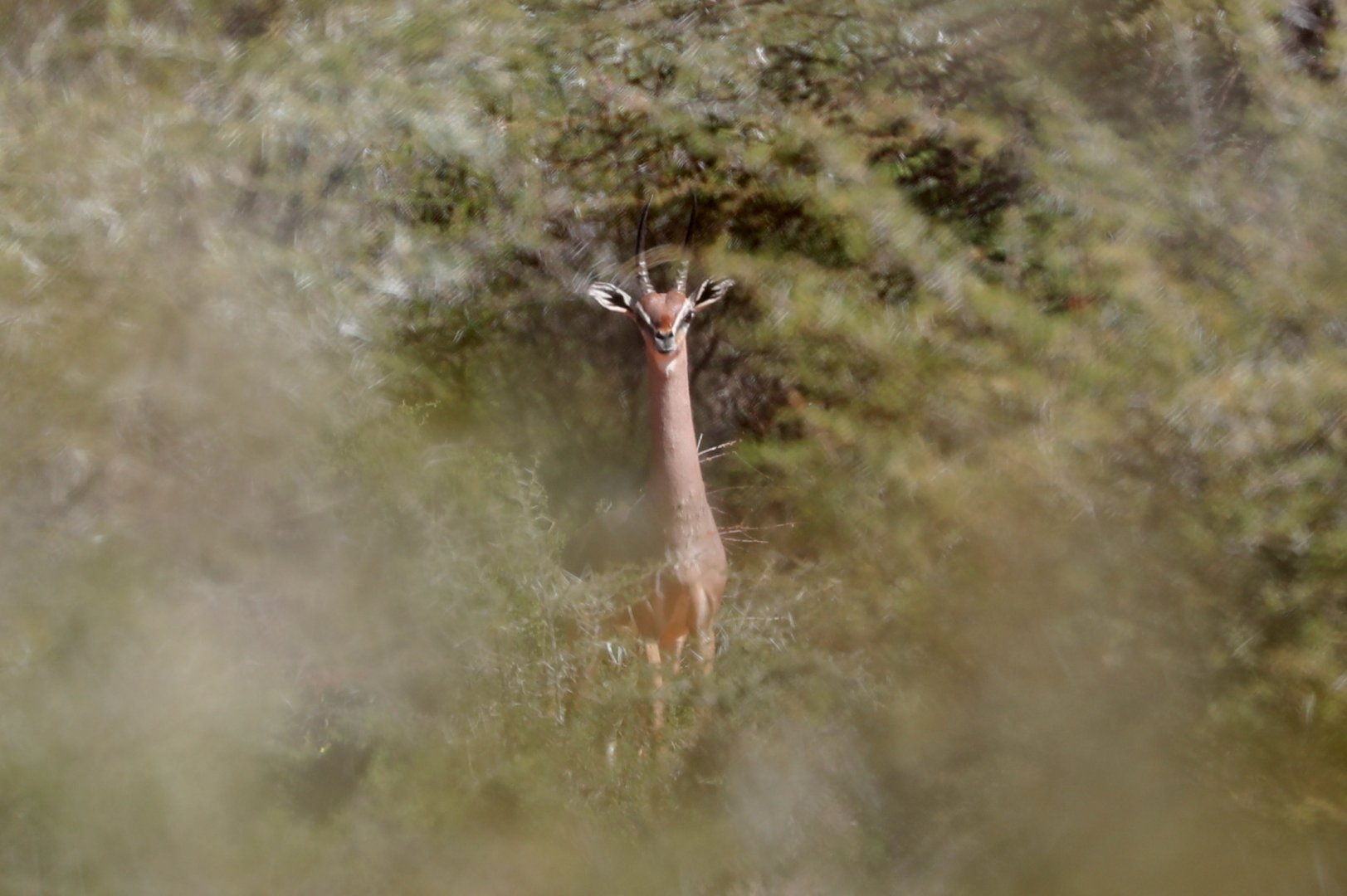 Dibatag (Ammodorcas clarkei)