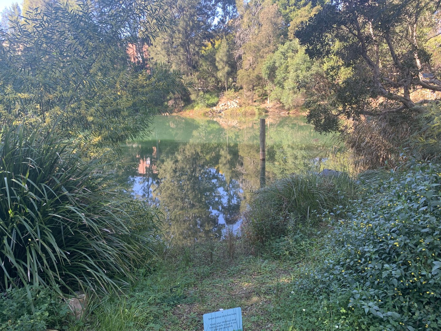 Dibble Avenue Waterhole, Marrivkville (Sydney)