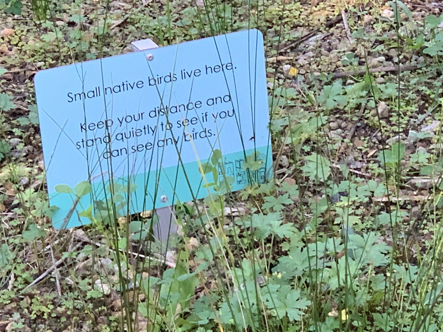 Dibble Avenue Waterhole, Marrivkville (Sydney)