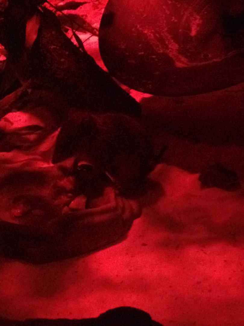 Dibbler (Parantechinus apicalis)