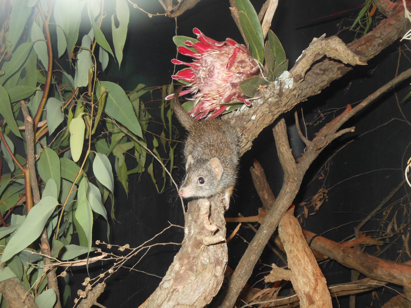 Dibbler (Parantechinus apicalis)