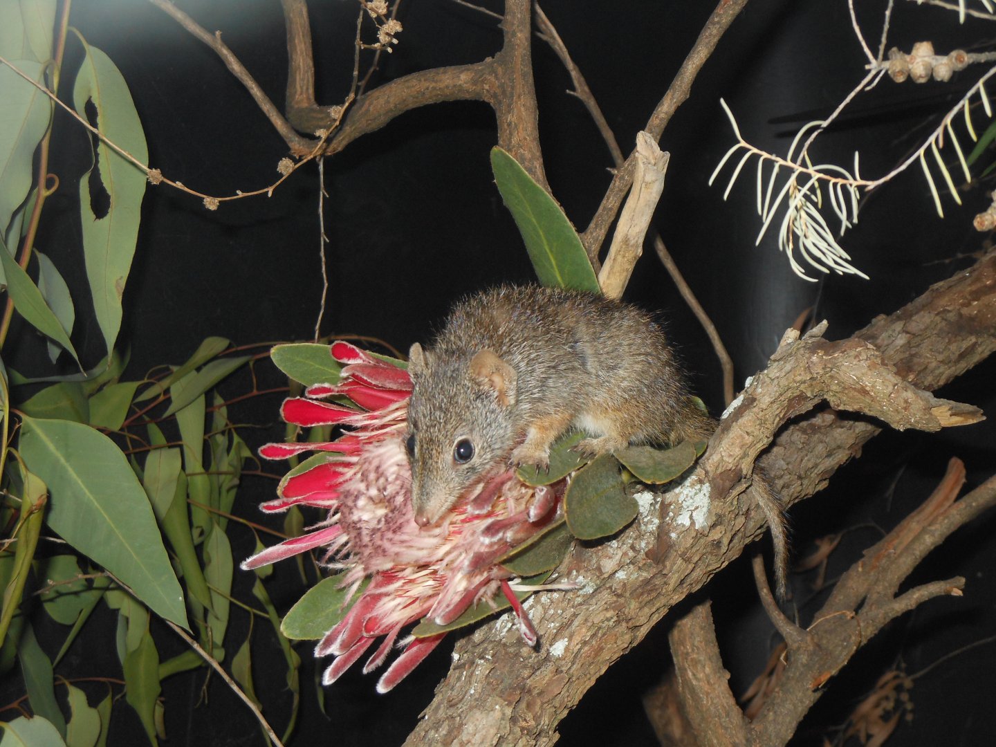 Dibbler (Parantechinus apicalis)