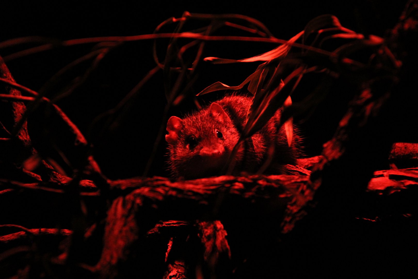 Dibbler (Parantechinus apicalis)