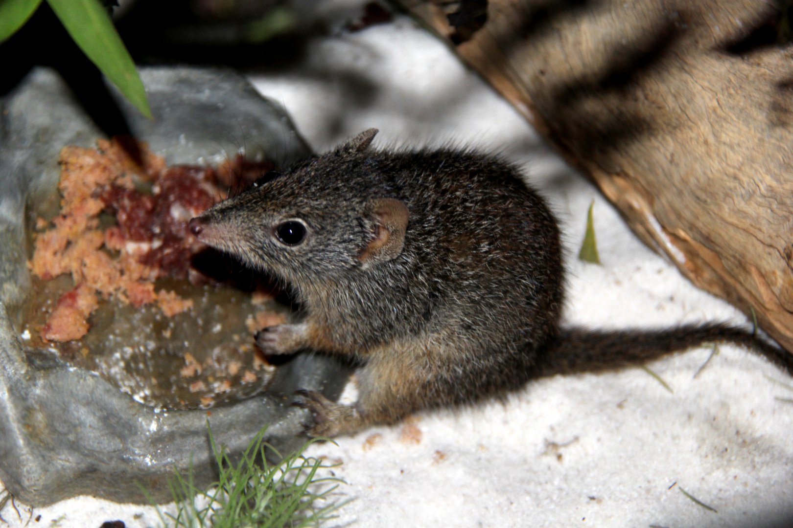 Dibbler (Parantechinus apicalis)