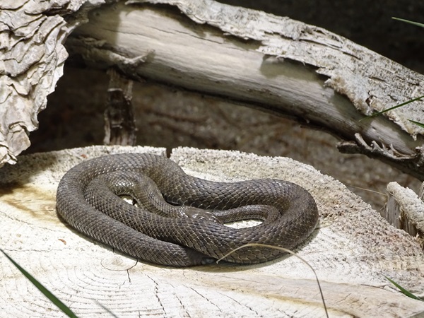 Dice snake (Natrix tessellata)