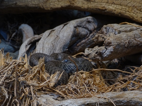 Dice snake (Natrix tessellata)