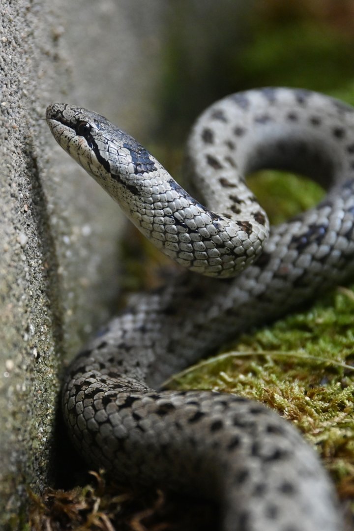 Dice snake Natrix tessellata