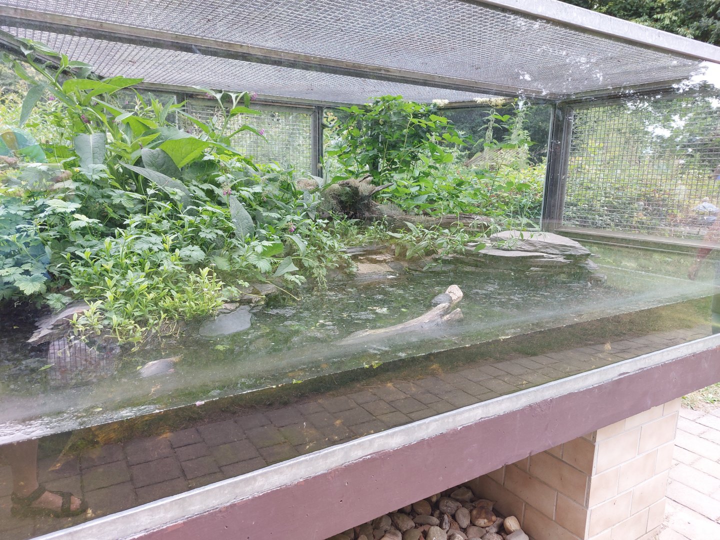 Dice snake terrarium