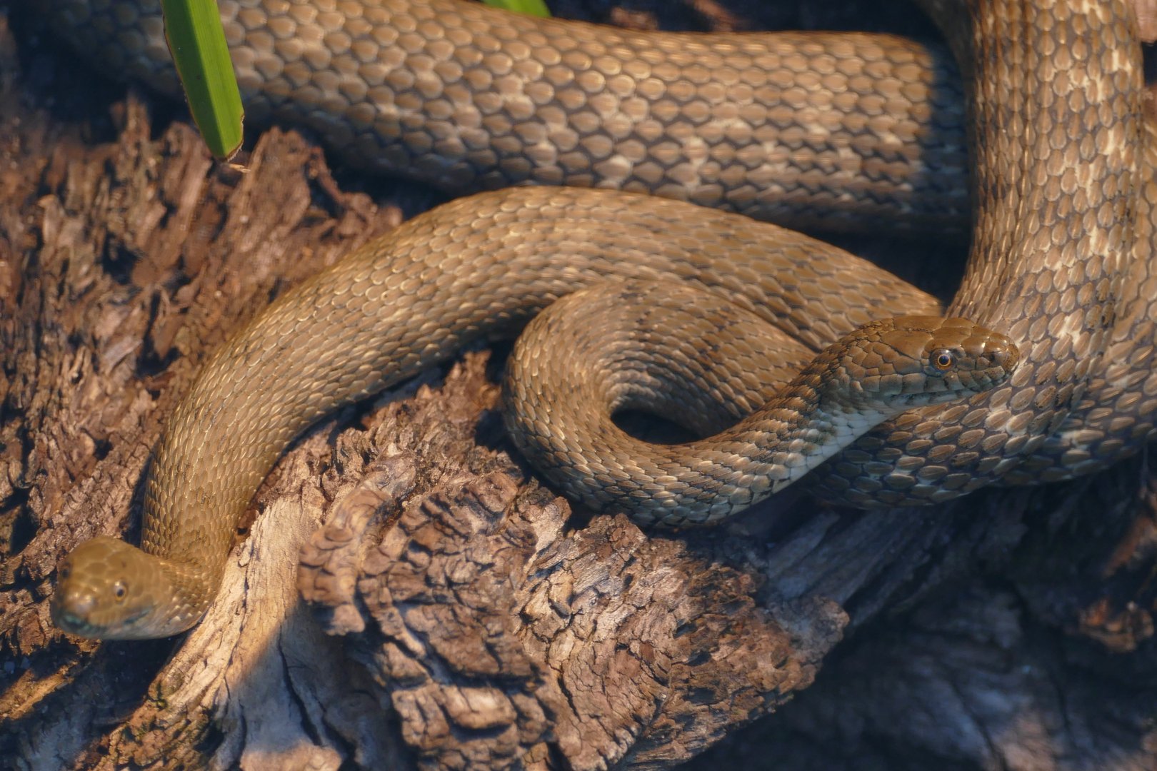 Dice Snakes (Natrix tessellata)