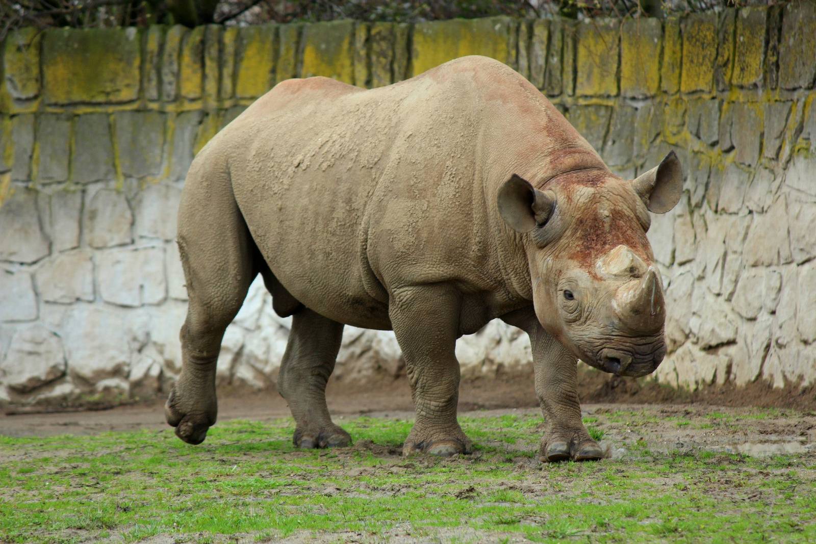 Diceros bicornis - Black Rhinoceros