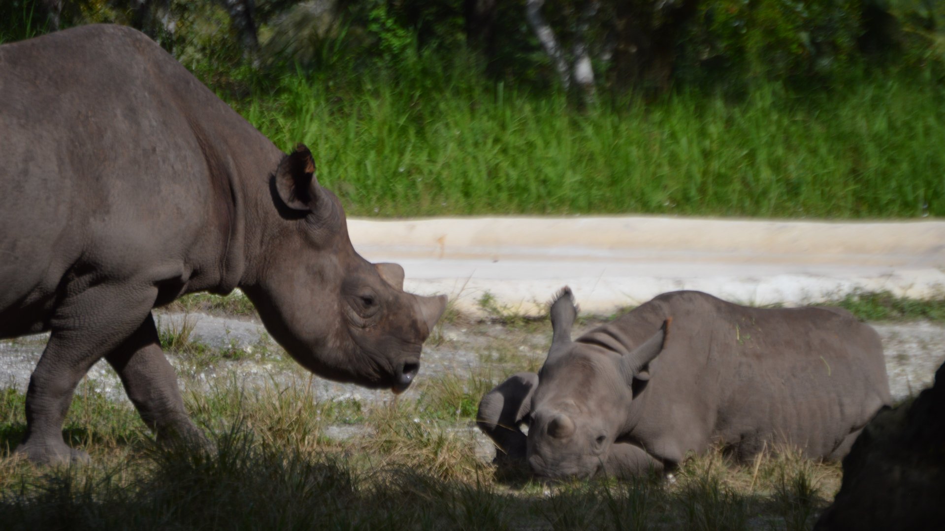 Diceros bicornis michaeli, mother and calf