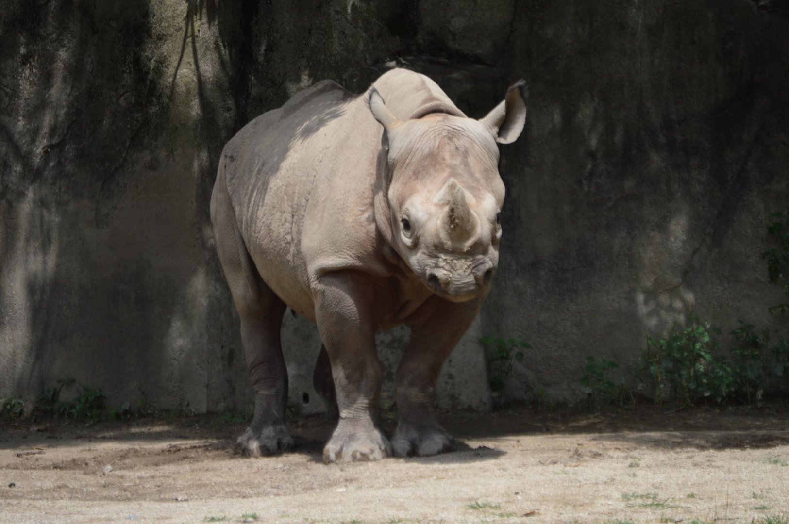 Diceros bicornis michaeli