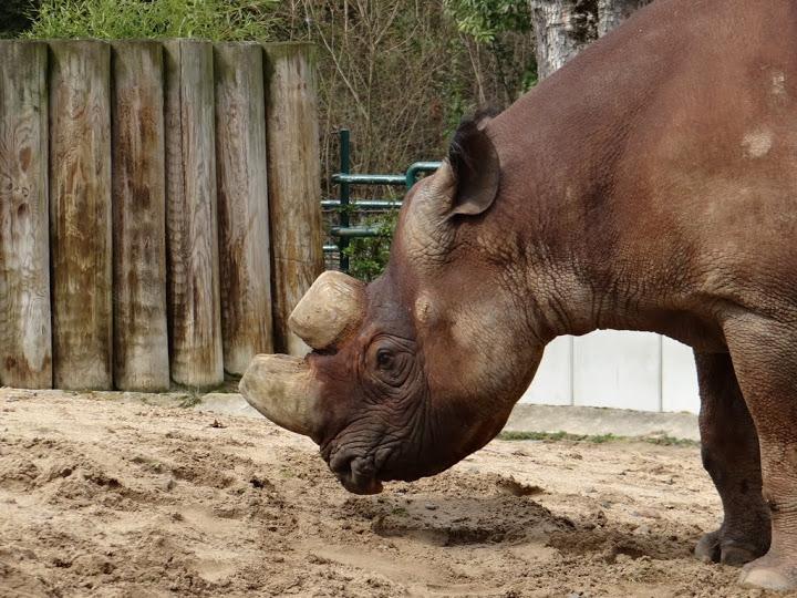Diceros bicornis mino