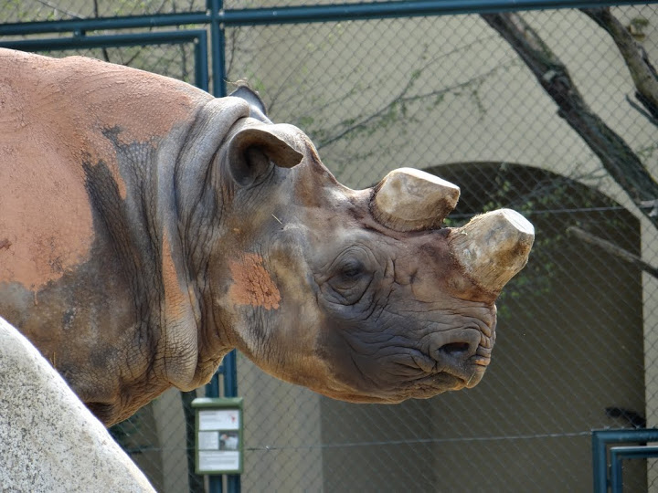 Diceros bicornis minor