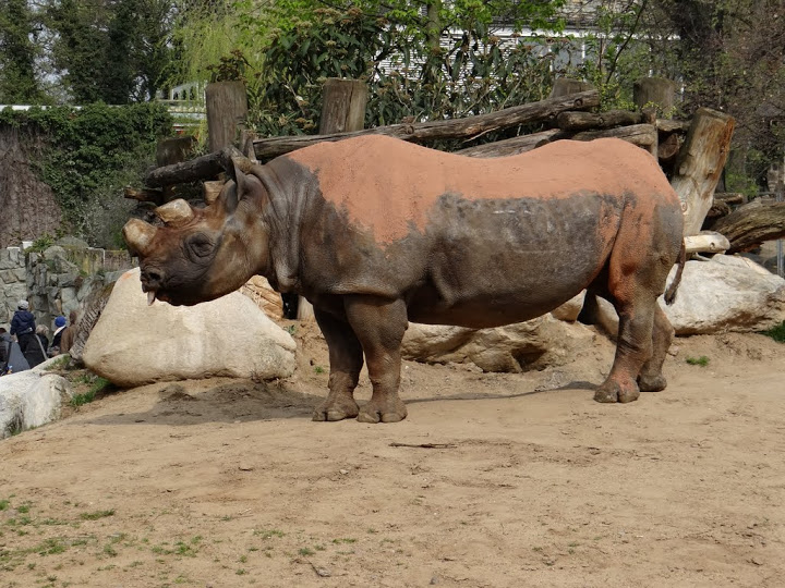 Diceros bicornis minor