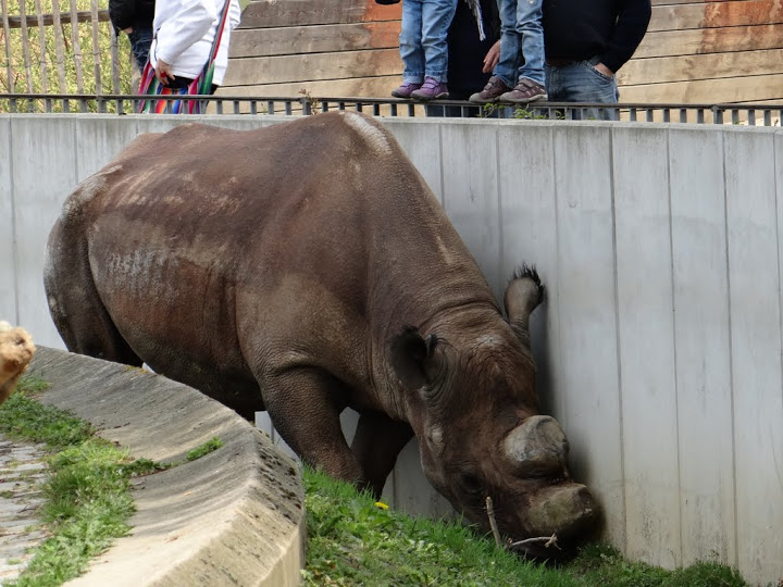 Diceros bicornis minor