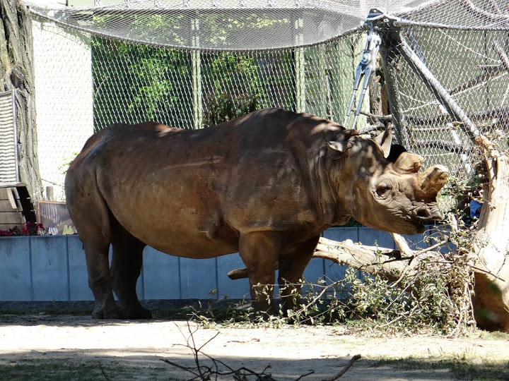 Diceros bicornis minor