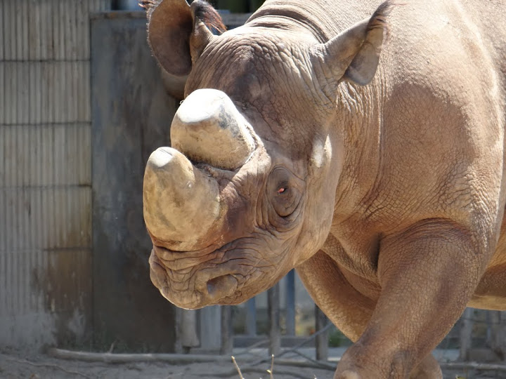 Diceros bicornis minor