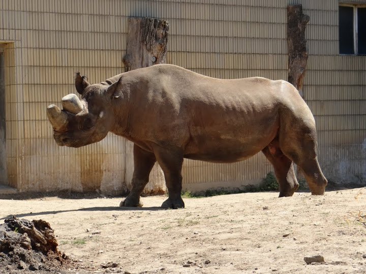 Diceros bicornis