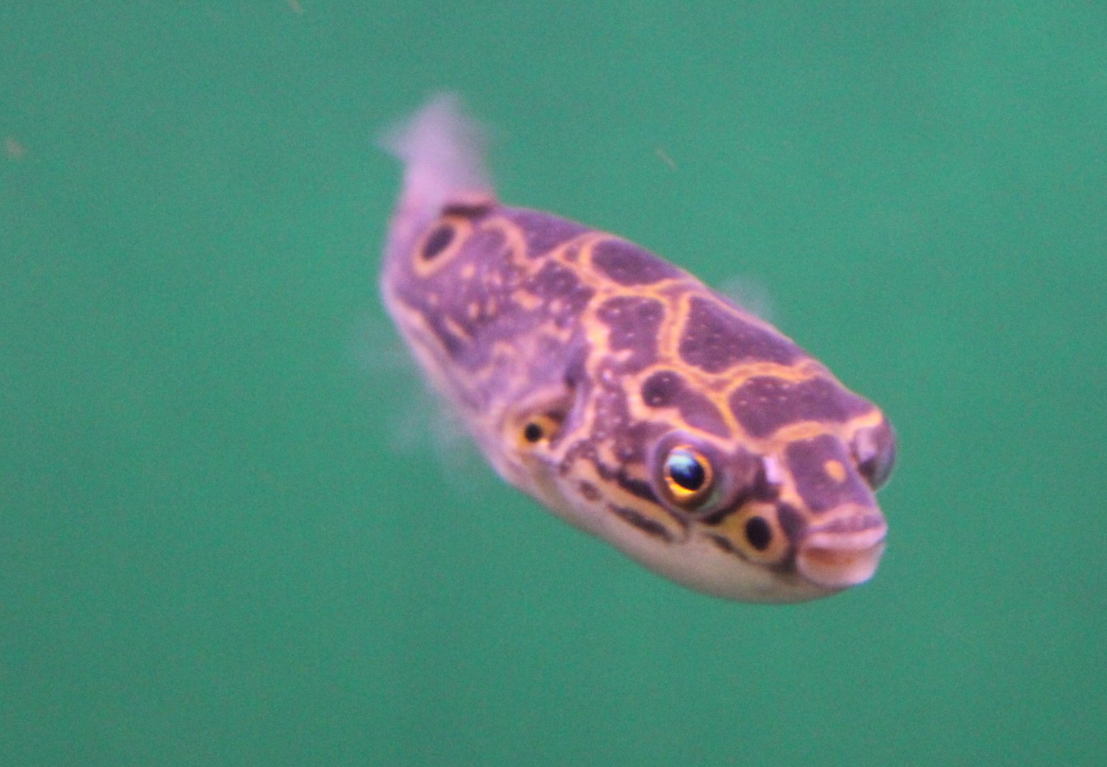 Dichotomyctere ocellatus